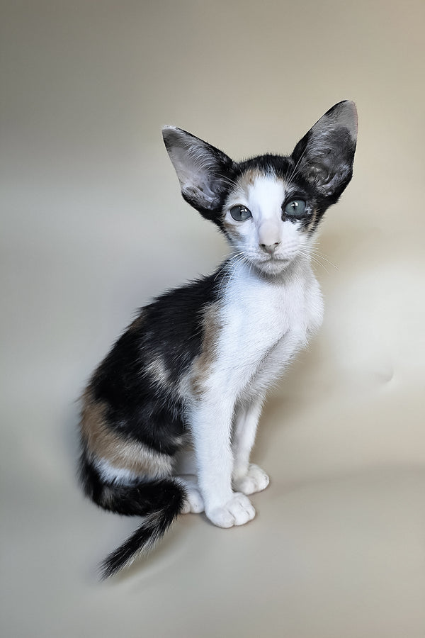 Dessert | Oriental Shorthair Kitten