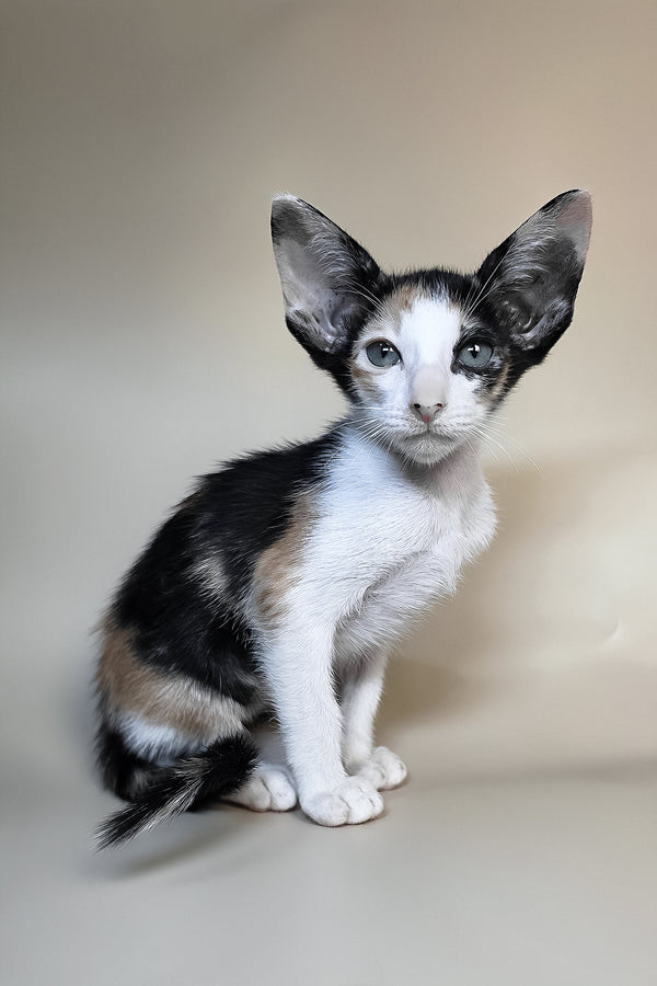 Dessert | Oriental Shorthair Kitten