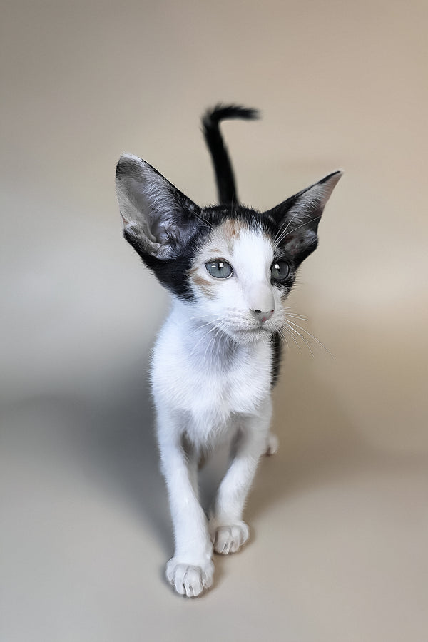 Dessert | Oriental Shorthair Kitten