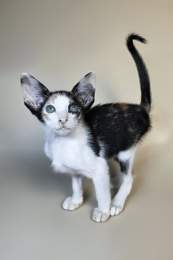 Dessert | Oriental Shorthair Kitten