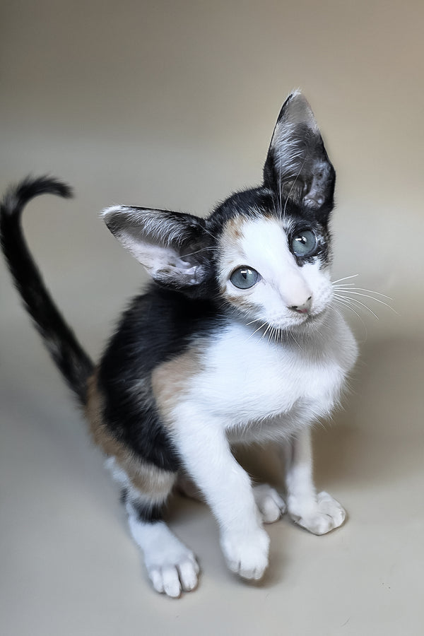 Dessert | Oriental Shorthair Kitten