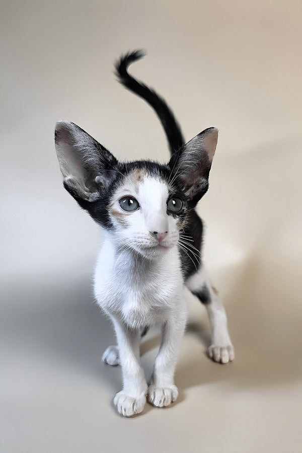 Dessert | Oriental Shorthair Kitten