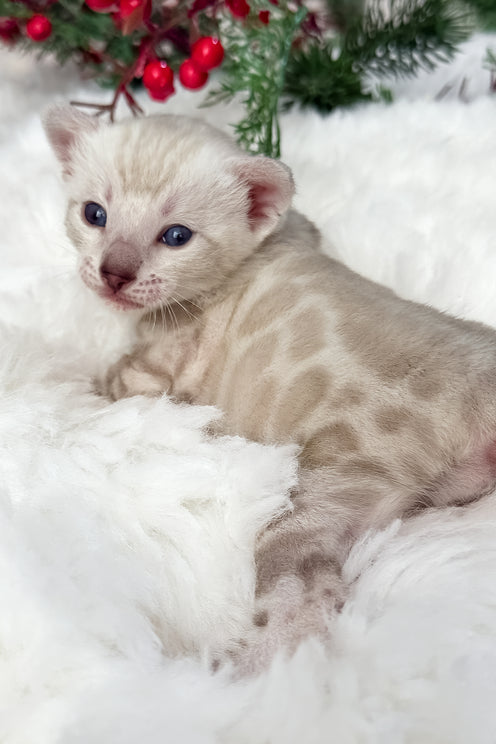 Diamond | Bengal Kitten