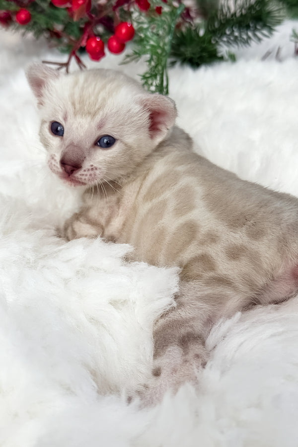 Diamond | Bengal Kitten