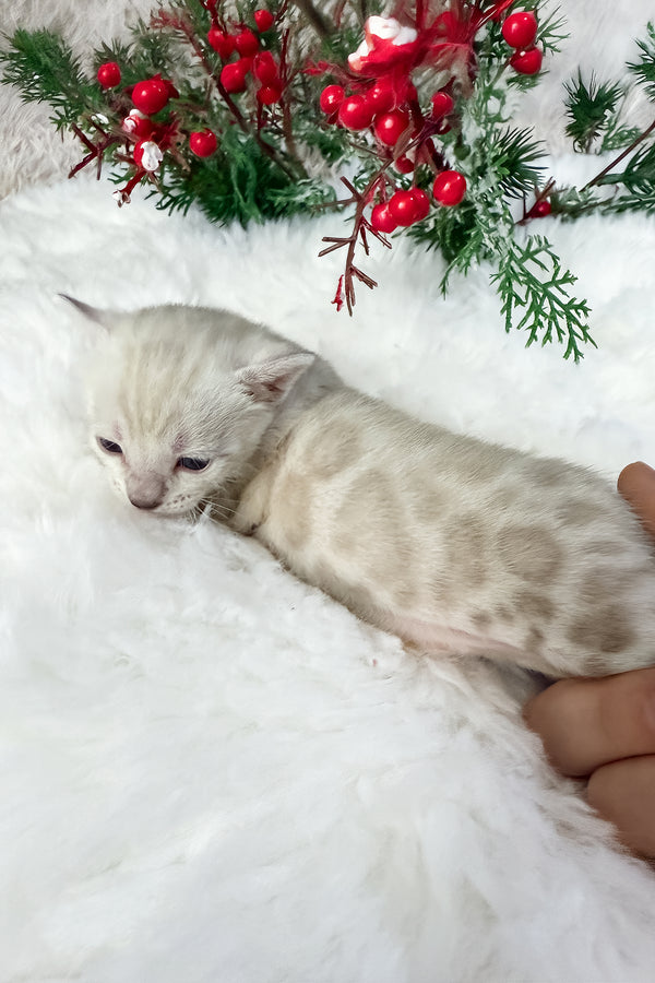 Diamond | Bengal Kitten