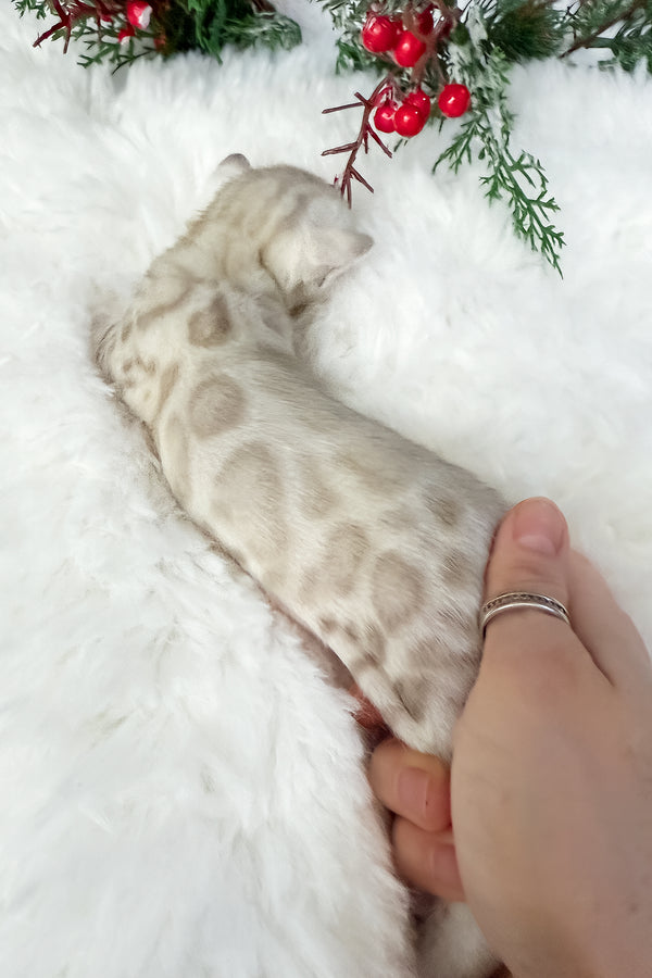 Diamond | Bengal Kitten