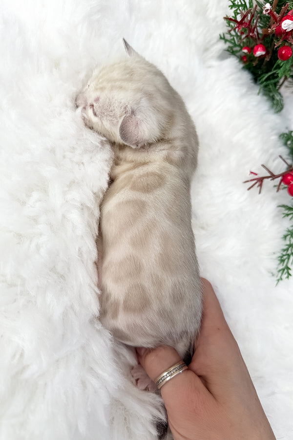 Diamond | Bengal Kitten