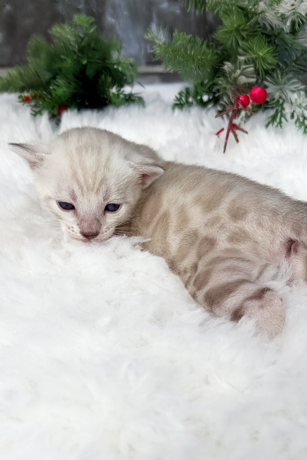 Diamond | Bengal Kitten