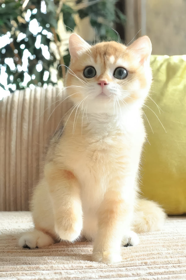 Diesel | British Shorthair Kitten