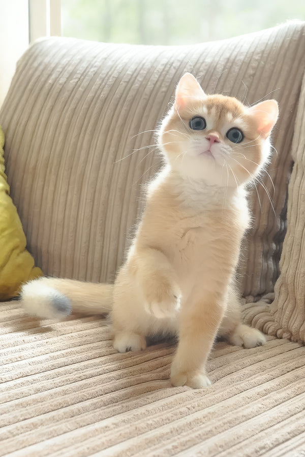Diesel | British Shorthair Kitten