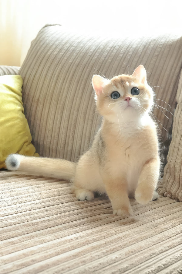 Diesel | British Shorthair Kitten