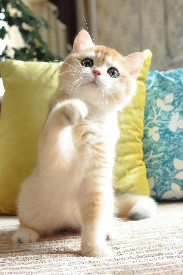 Diesel | British Shorthair Kitten