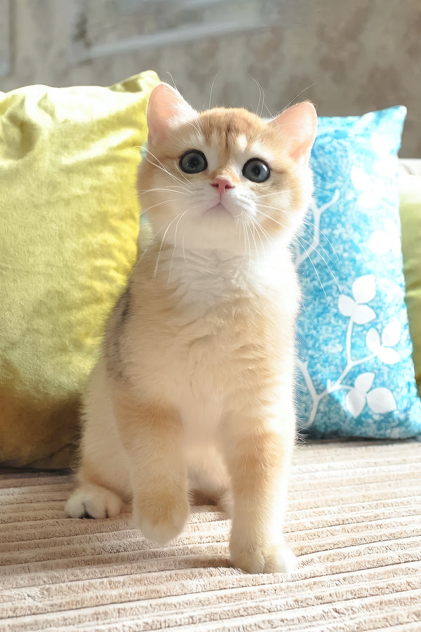 Diesel | British Shorthair Kitten
