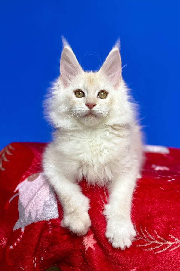 Dik | Maine Coon Kitten
