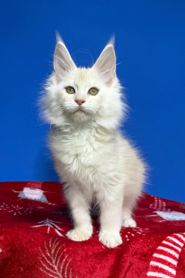 Dik | Maine Coon Kitten