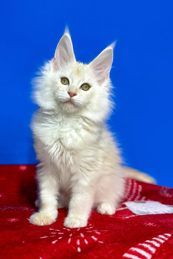 Dik | Maine Coon Kitten