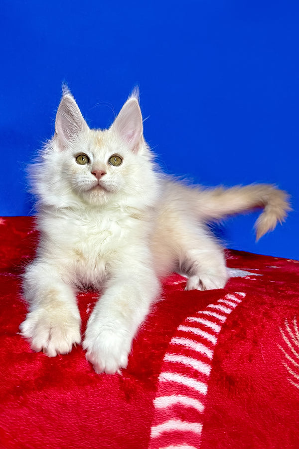 Dik | Maine Coon Kitten