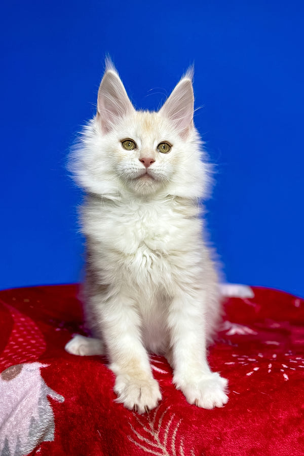 Dik | Maine Coon Kitten