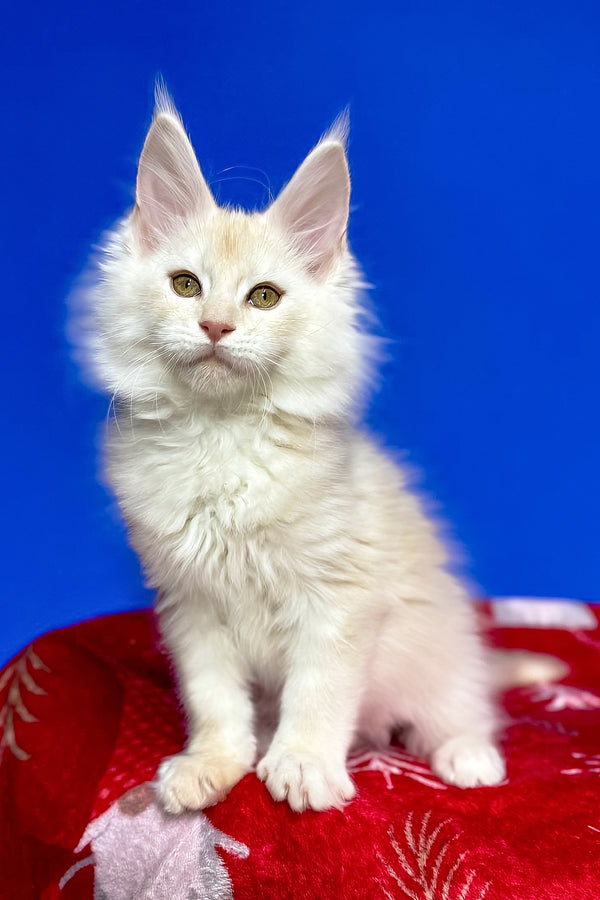 Dik | Maine Coon Kitten