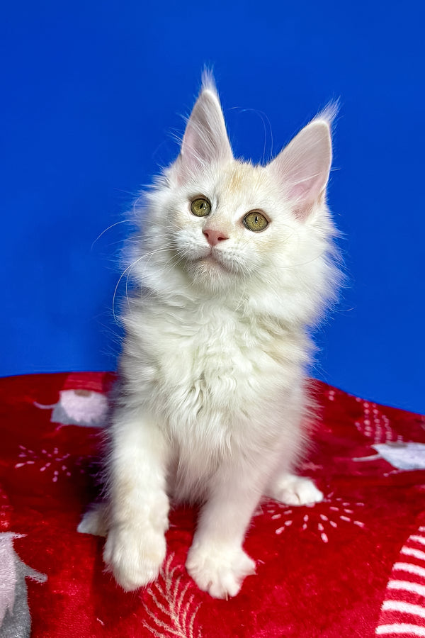 Dik | Maine Coon Kitten