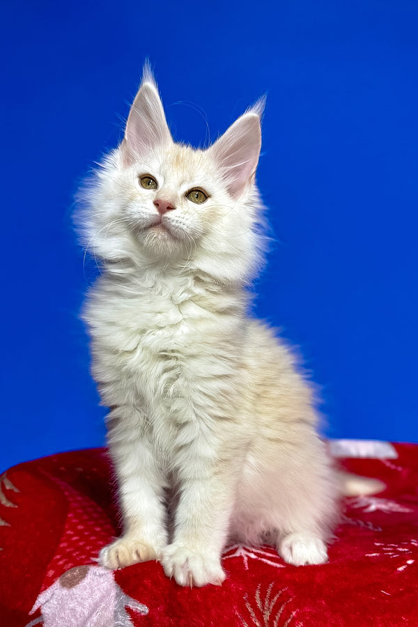 Dik | Maine Coon Kitten