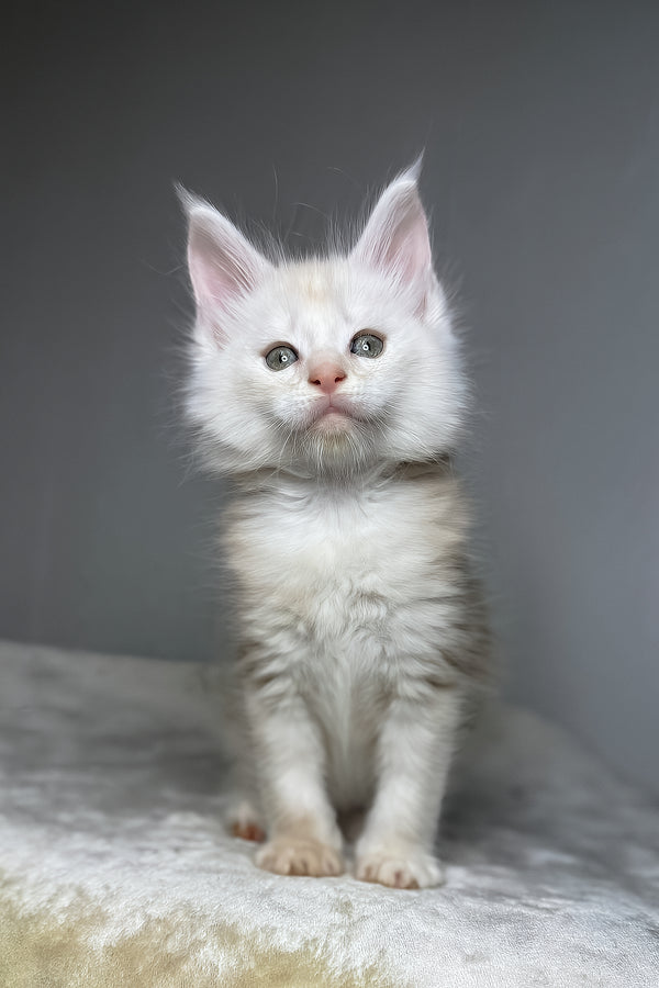 Dik | Maine Coon Kitten