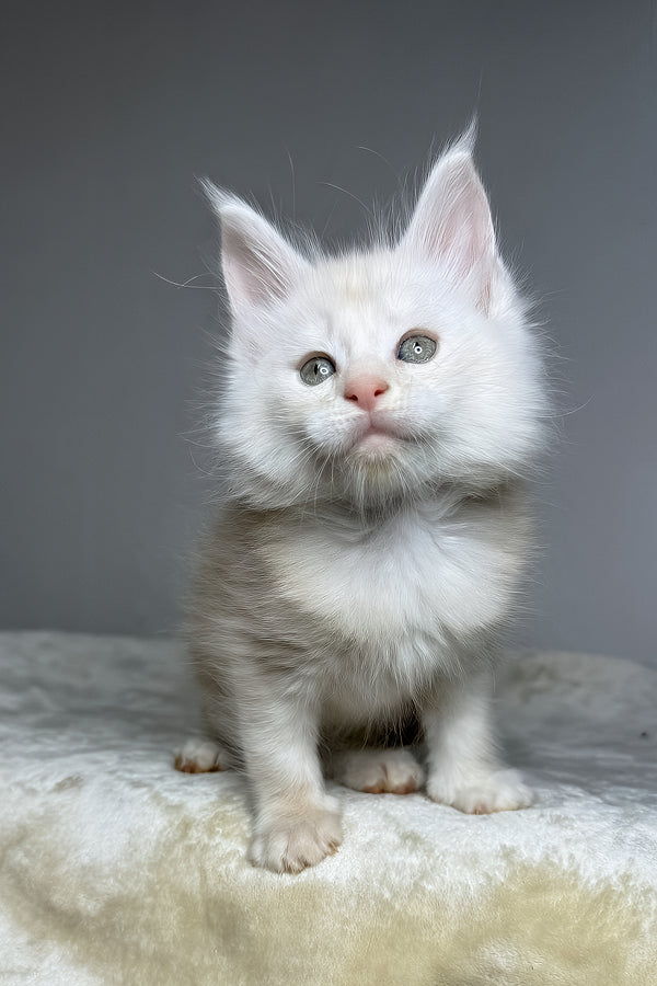 Dik | Maine Coon Kitten