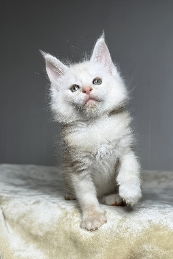 Dik | Maine Coon Kitten