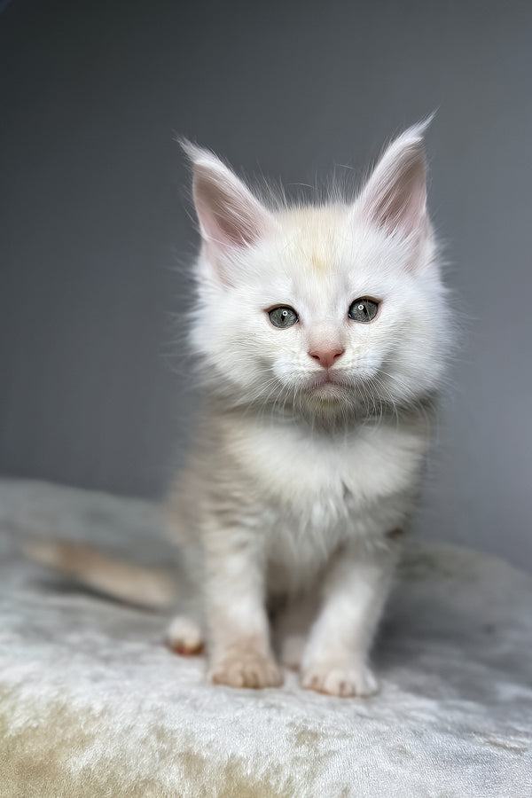 Dik | Maine Coon Kitten