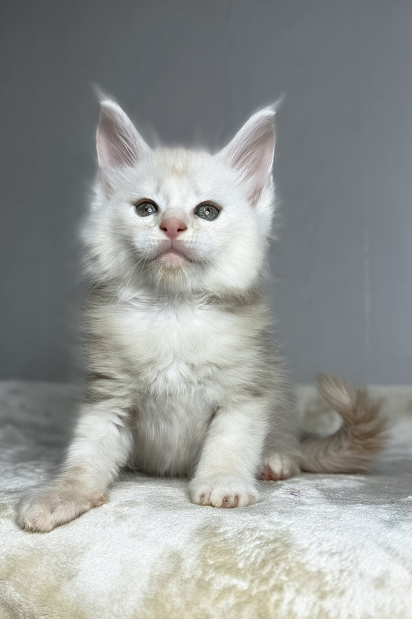 Dik | Maine Coon Kitten