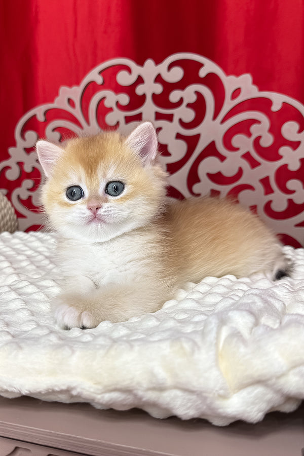 Dilan | British Shorthair Kitten