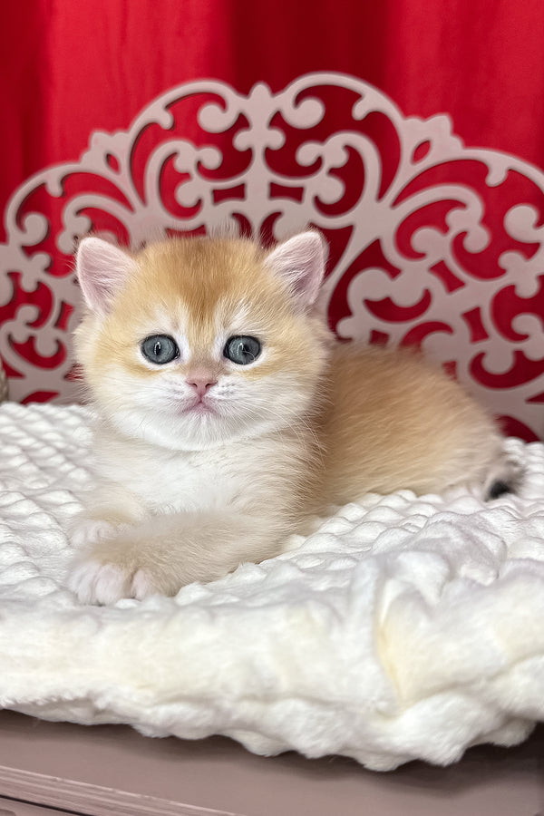 Dilan | British Shorthair Kitten