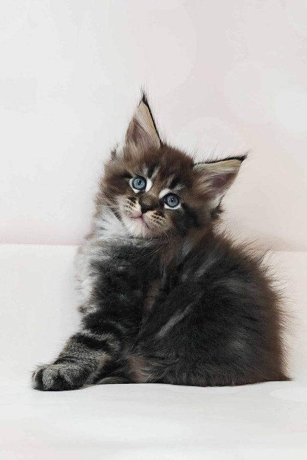 Dillon | Maine Coon Kitten