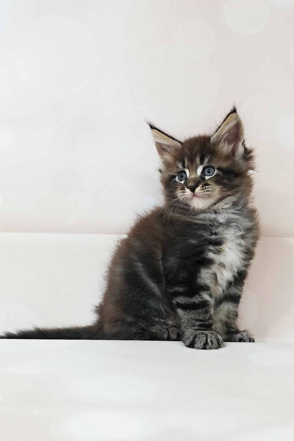 Dillon | Maine Coon Kitten