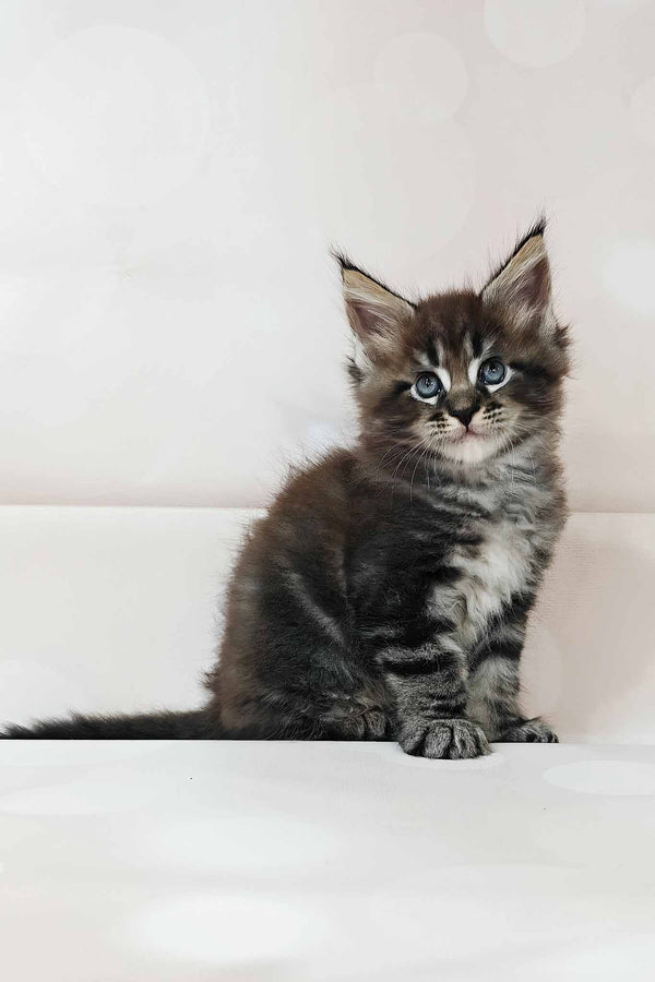 Dillon | Maine Coon Kitten
