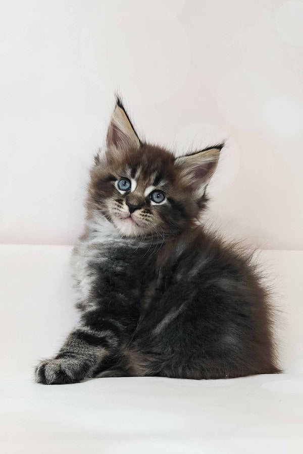 Dillon | Maine Coon Kitten