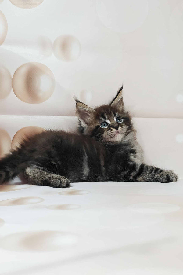 Dillon | Maine Coon Kitten