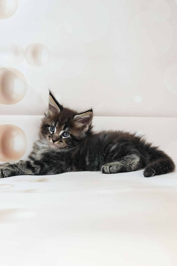Dillon | Maine Coon Kitten