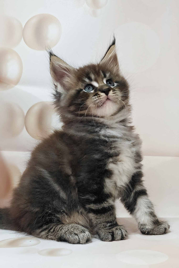 Dillon | Maine Coon Kitten
