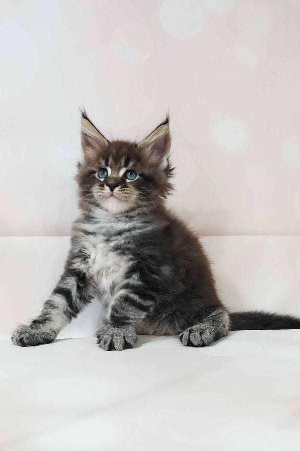 Dillon | Maine Coon Kitten