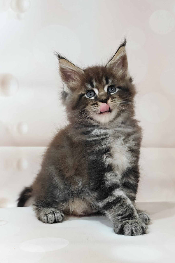 Dillon | Maine Coon Kitten