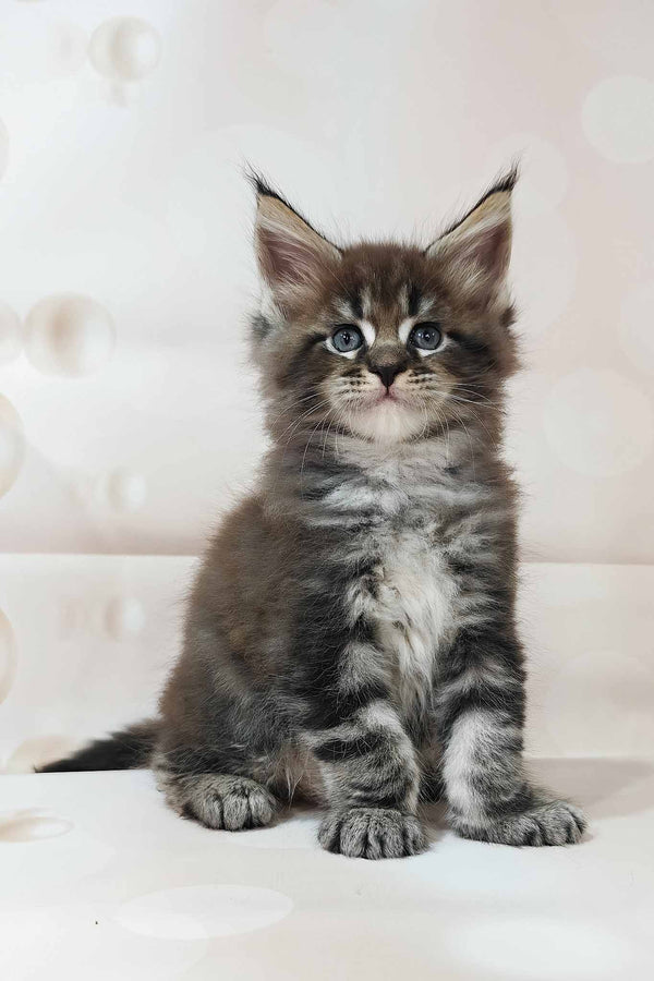Dillon | Maine Coon Kitten
