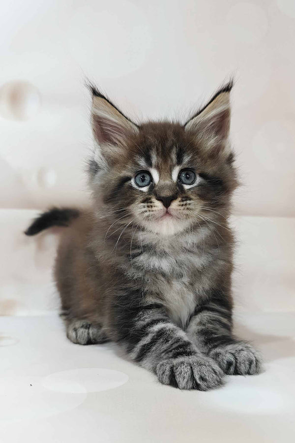 Dillon | Maine Coon Kitten