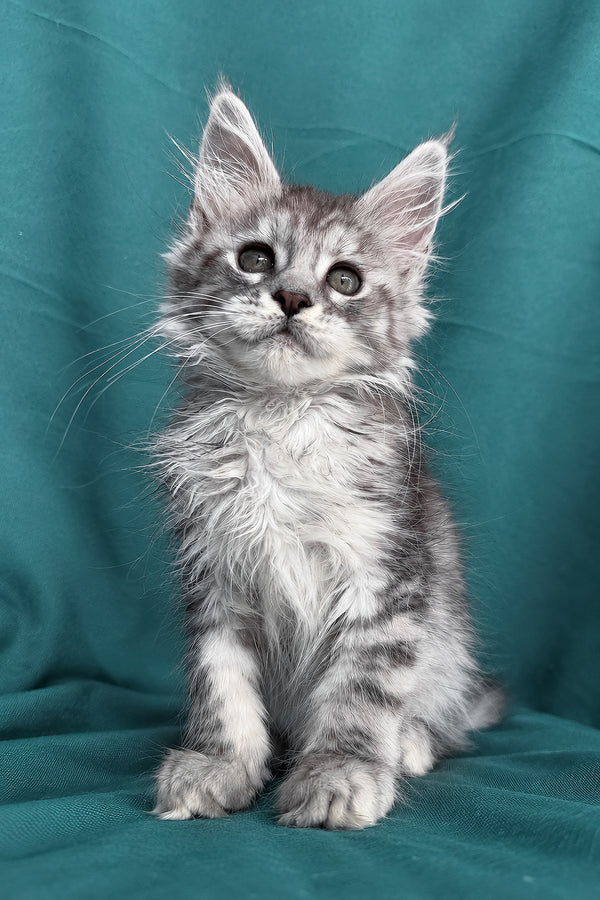 Diodora | Maine Coon Kitten