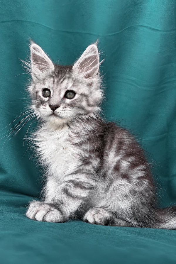 Diodora | Maine Coon Kitten