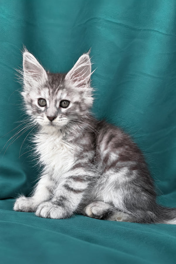 Diodora | Maine Coon Kitten