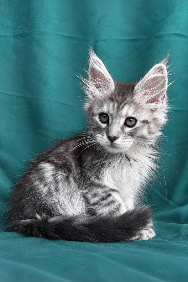 Diodora | Maine Coon Kitten
