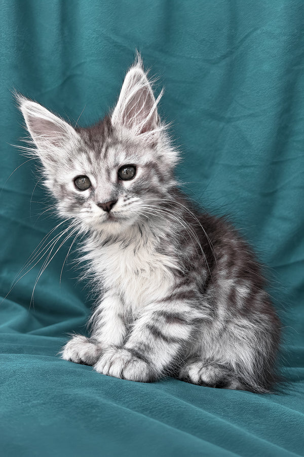 Diodora | Maine Coon Kitten