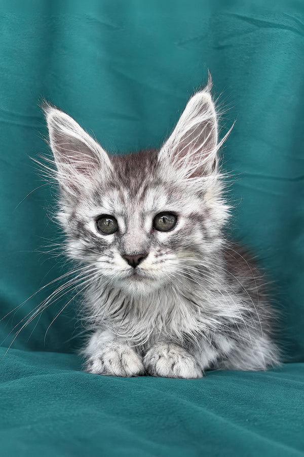 Diodora | Maine Coon Kitten