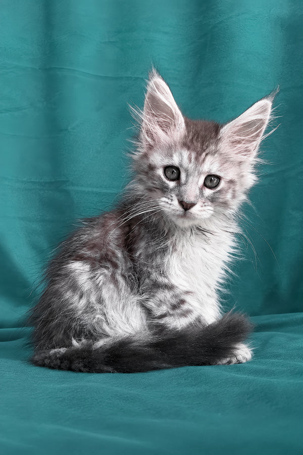 Diodora | Maine Coon Kitten